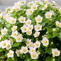 Royal Dane White Bloom