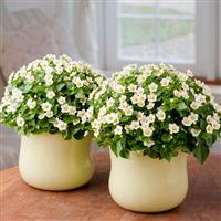 Royal Dane White Container
