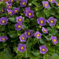 Royal Dane Deep Blue Bloom