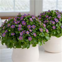 Royal Dane Deep Blue Container