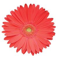 Mega Revolution™ Watermelon Bloom