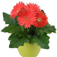 Mega Revolution™ Watermelon Container