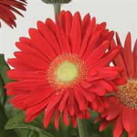 Mega Revolution™ Bright Red Bloom