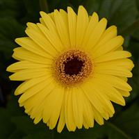Mega Revolution™ Yellow with Dark Eye Bloom