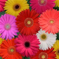 Mega Revolution™ Select Mixture Bloom