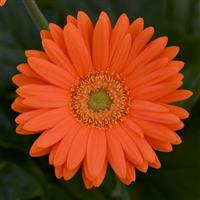 Mega Revolution™ Orange with Light Eye Bloom