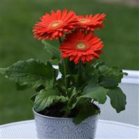 Mega Revolution™ Orange with Light Eye Container