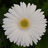 Mega Revolution™ White with Light Eye Bloom