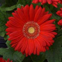Mega Revolution™ Scarlet Red with Light Eye Bloom