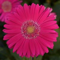 Mega Revolution™ Deep Rose with Light Eye Bloom