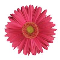 Mega Revolution™ Rose with Light Eye Bloom
