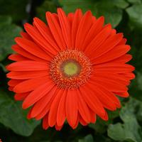 Mega Revolution™ Bright Orange with Light Eye Bloom