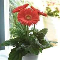 Mega Revolution™ Bright Orange with Light Eye Container