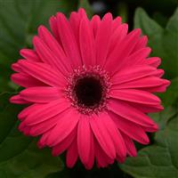 Mega Revolution™ Bright Rose with Dark Eye Bloom