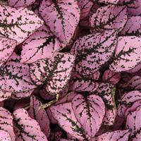 Splash Select™ Pink Bloom
