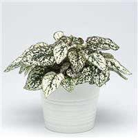 Splash Select™ White Container