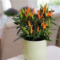 Santos Orange Container