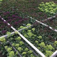 Lake Forest Purple Greenhouse