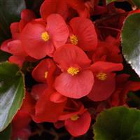 Megawatt™ Red Green Leaf Bloom