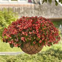 Hula™ Bicolor Red White Basket