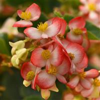 Hula™ Bicolor Red White Bloom