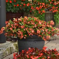 Hula™ Bicolor Red White Container