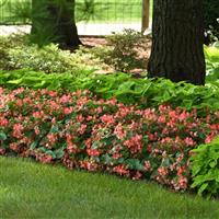 Hula™ Bicolor Red White Landscape