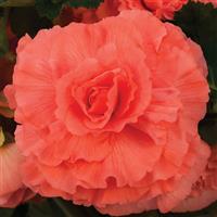 AmeriHybrid<sup>®</sup> Ruffled Coral Salmon Bloom