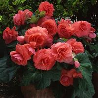 AmeriHybrid<sup>®</sup> Ruffled Coral Salmon Container