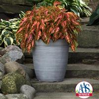 Coleus, Premium Sun Coral Candy Container
