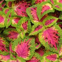 Coleus, Premium Sun Watermelon Bloom