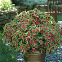 Coleus, Premium Sun Watermelon Container