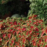 Coleus, Premium Sun Watermelon Landscape
