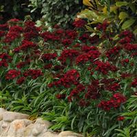Dash™ Crimson Commercial Landscape 1