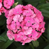 Dash™ Pink Bloom