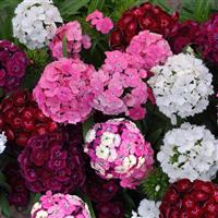 Dash™ Mixture Bloom