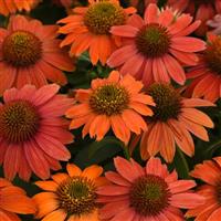 Artisan™ Collection Red Ombre Bloom