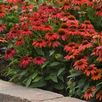 Artisan™ Collection Red Ombre Landscape