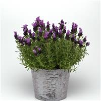 Bandera Purple Container