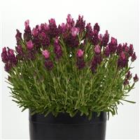 Bandera Deep Rose Container