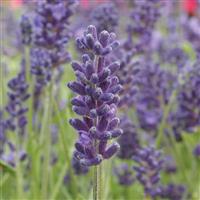 Lavandula Avignon Early Blue Bloom