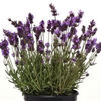 Lavandula Avignon Early Blue Container