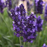 Lavandula Blue Spear Bloom