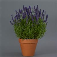 Lavandula Blue Spear Container