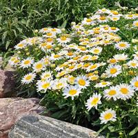 Leucanthemum Madonna Commercial Landscape 1