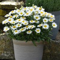 Leucanthemum Madonna Container