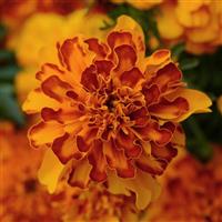 Bonanza™ Bolero Bloom