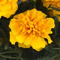 Bonanza™ Gold Bloom