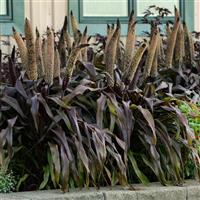 Ornamental Millet Copper Prince Commercial Landscape 2