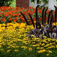 Ornamental Millet Copper Prince Landscape